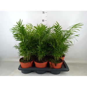 Chamaedorea elegans