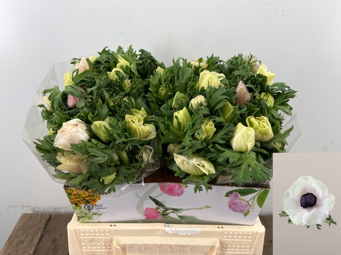 <h4>ANEM CO MAR PANDA</h4>