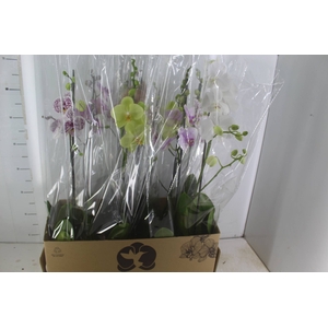 PHALAENOPSIS MIX P12