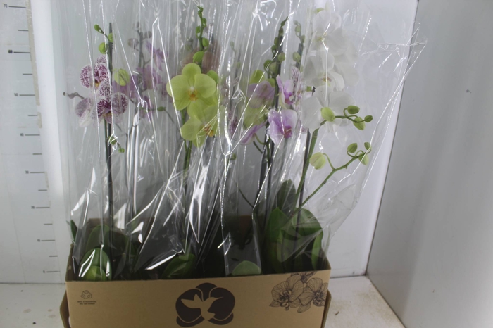 <h4>PHALAENOPSIS MIX P12</h4>