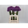 Allium Gladiator