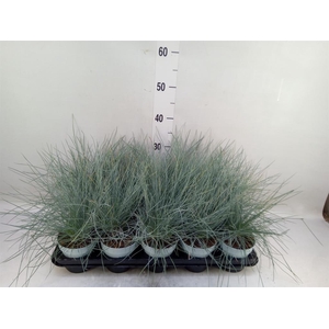 Festuca glauca 'Compacta Blue'