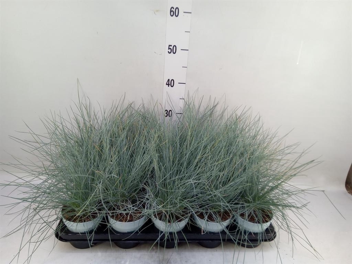 <h4>Festuca glauca 'Compacta Blue'</h4>