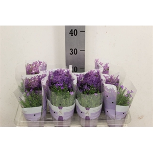 Campanula portenschlagiana 'Dark Take'