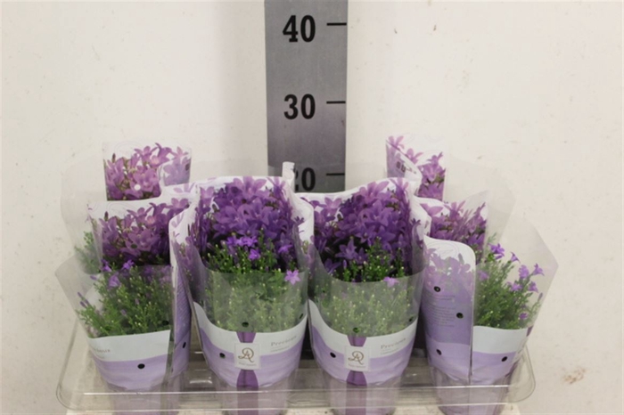 <h4>Campanula portenschlagiana 'Dark Take'</h4>