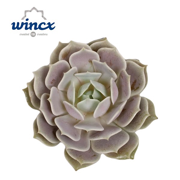 <h4>Echeveria Lola Cutflower</h4>