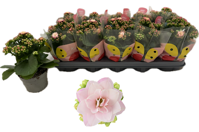 <h4>KAL G R FLOW KENEDY</h4>