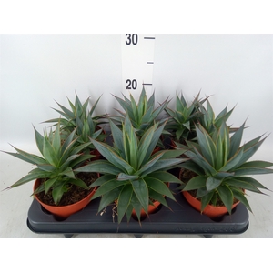 Agave  'Shaka Koko'