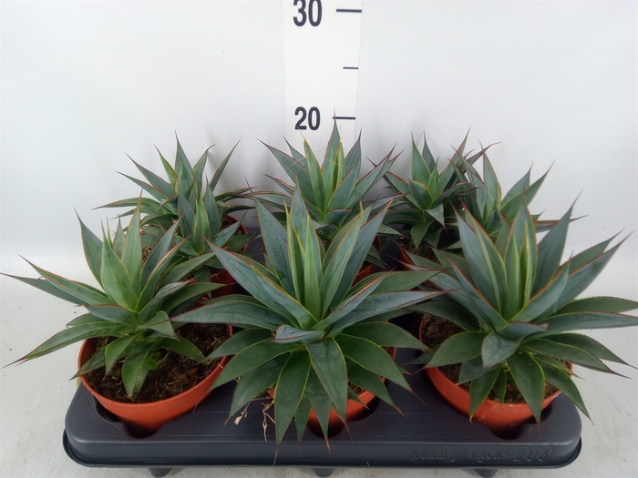 <h4>Agave  'Shaka Koko'</h4>