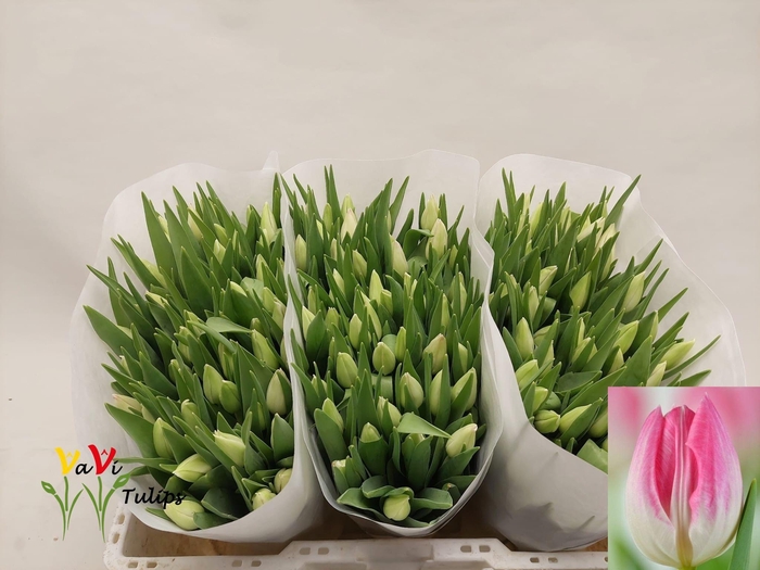 <h4>TU EN FIRST CLASS</h4>