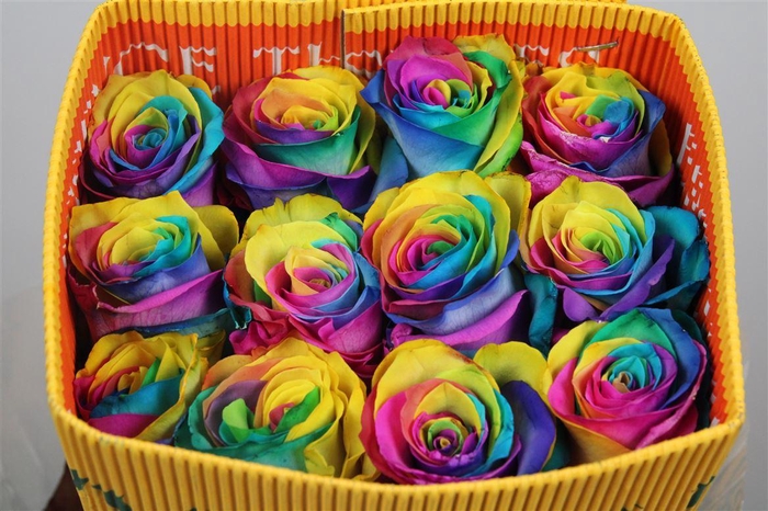 <h4>R Gr Rainbow Ec</h4>