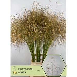STIPA GIGANTEA