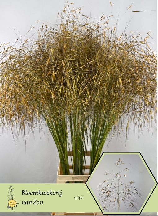 <h4>STIPA GIGANTEA</h4>