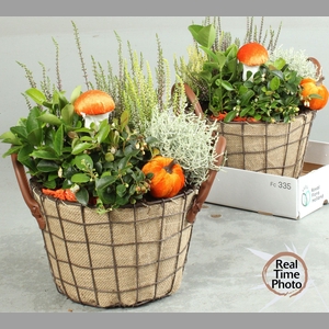 ARR TUINPLANTEN