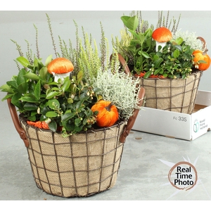 ARR TUINPLANTEN