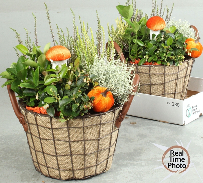 <h4>ARR TUINPLANTEN</h4>