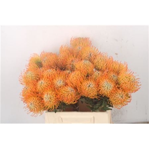 Leuco Co Ayoba Sun