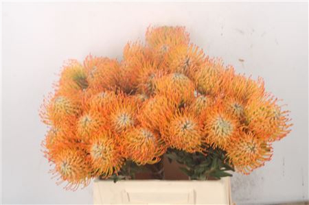 <h4>Leuco Co Ayoba Sun</h4>