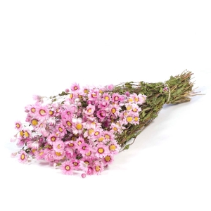 Rhodanthe natural pink