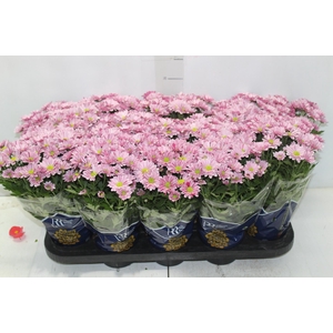 CRISANTEMO MINI P11 ROSA