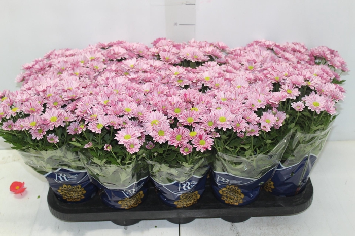 <h4>CRISANTEMO MINI P11 ROSA</h4>