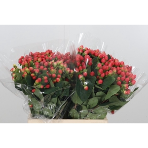 Hypericum Androsaemum