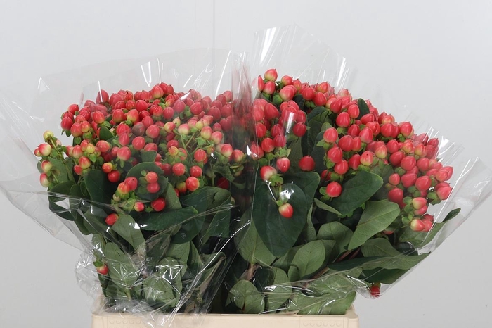 <h4>Hypericum Androsaemum</h4>