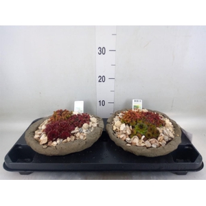 Arr.   Tuinplanten L%