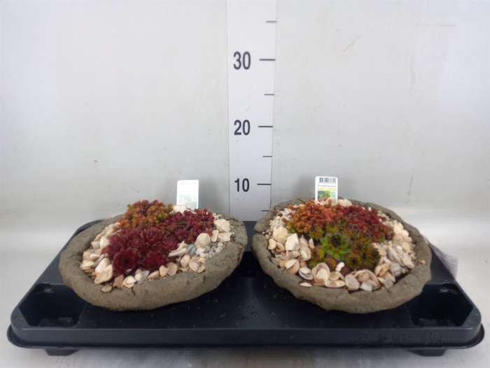 <h4>Arr.   Tuinplanten L%</h4>