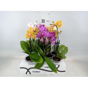 Phalaenopsis   ...mini