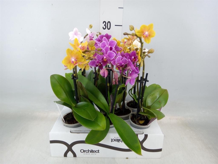 <h4>Phalaenopsis   ...mini</h4>