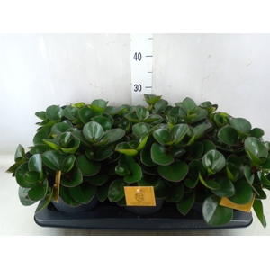 Peperomia obt. 'Burning Bush'