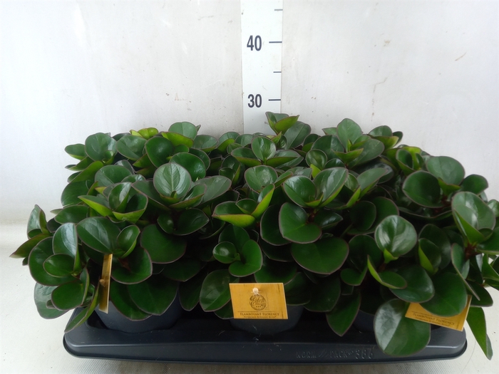 <h4>Peperomia obt. 'Burning Bush'</h4>