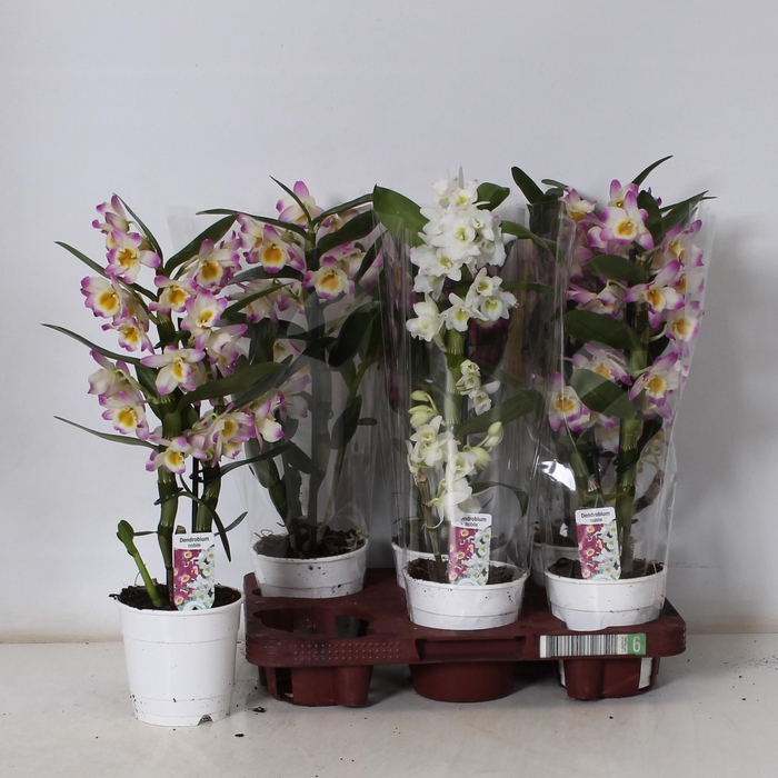 <h4>DEND NOBILE</h4>