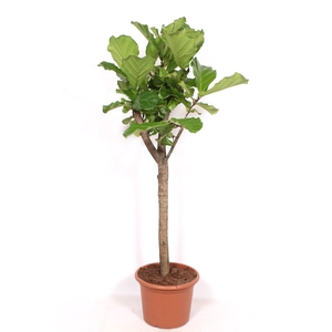 Ficus lyrata