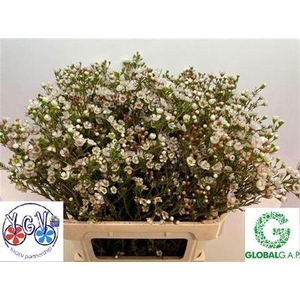 Chame Tal White 80cm