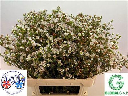 <h4>Chame Tal White 80cm</h4>