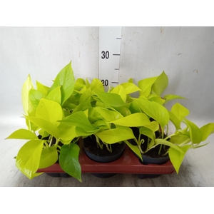 Epipremnum pinn. 'Golden Pothos'