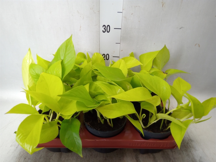 <h4>Epipremnum pinn. 'Golden Pothos'</h4>