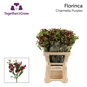 ALSTR CHARMELIA PURPLEX ALST FL CHA