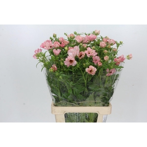 Ranunculus Butterfly Isis