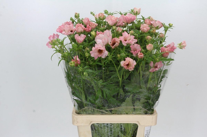 <h4>Ranunculus Butterfly Isis</h4>