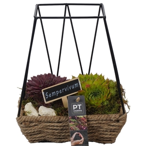 Arr.  Sempervivum L%
