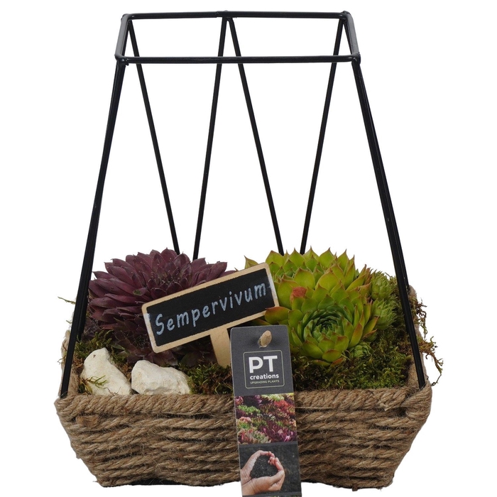 <h4>Arr.  Sempervivum L%</h4>