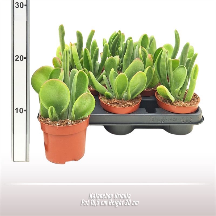 <h4>Kalanchoe</h4>