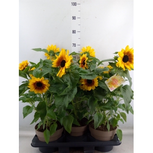 Helianthus an. 'Sunfinity Yel Cent'