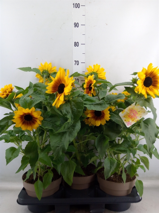 <h4>Helianthus an. 'Sunfinity Yel Cent'</h4>