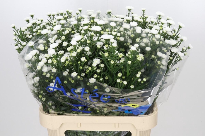 <h4>Aster Pretty Wendy</h4>