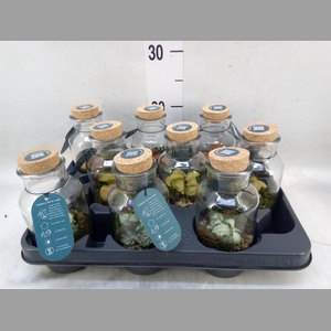 Arr.    Planten  L%