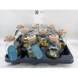 Arr.    Planten  L%